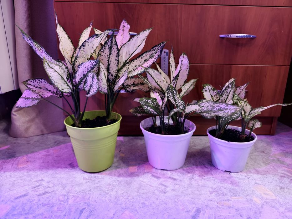 Комнатное растение агалогема White