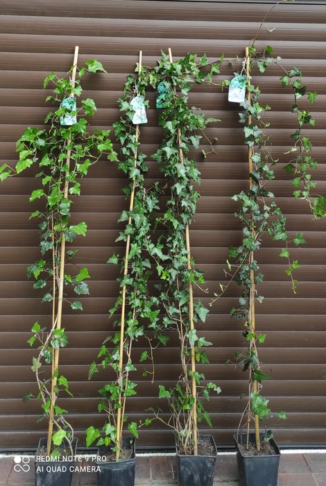 Bardzo duże bluszcze Hedera Helix 2-2,5m