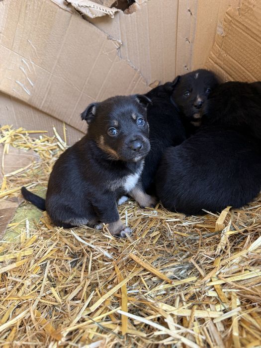 Собачка метис німецької вівчарки