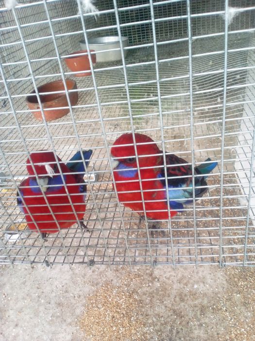 TROCO Casal Roselas penantes