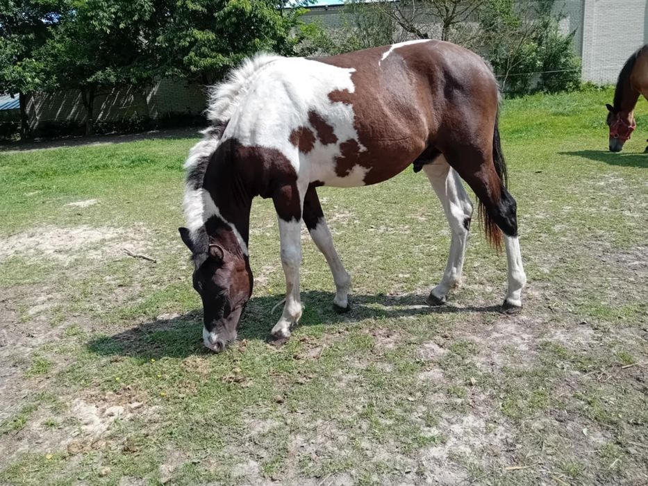 Sprzedam ogier hucuł.