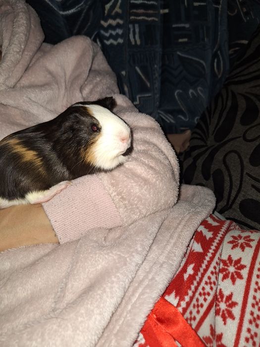 Oddam dwie świnki morskie