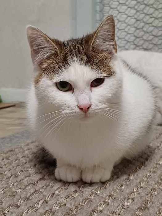 Żonkil kot kociak do adopcji!