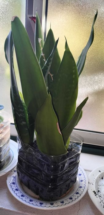 Espadas de São Jorge – Plantas resistentes e purificadoras