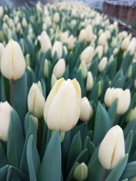 Тюльпани на 8 березня 14 лютого