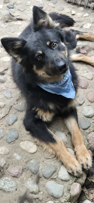 Piesek okolo 3 lata