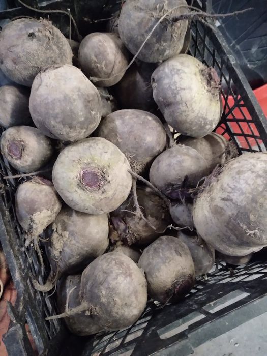 Burak czerwony buraczek