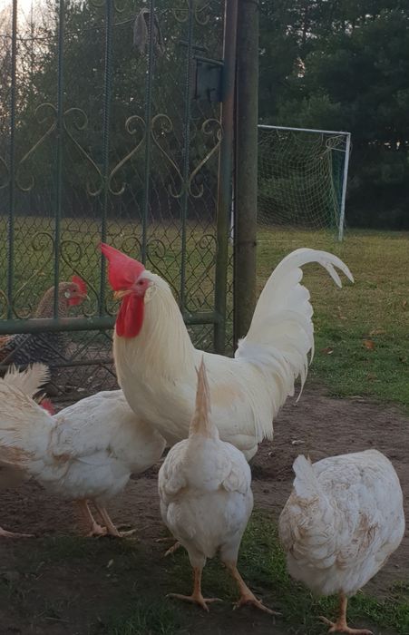 Jaja lęgowe leghorna leghorn