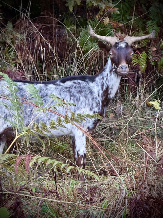 Cabras  Alfarvias e Murcianas
