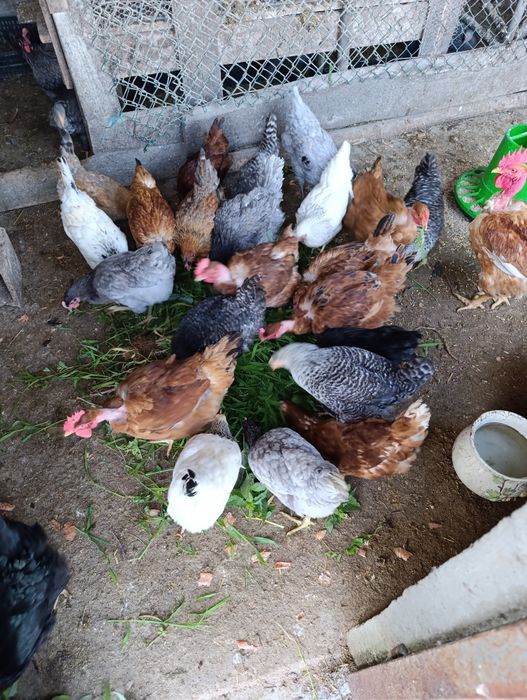 Vende se ovos caseiros