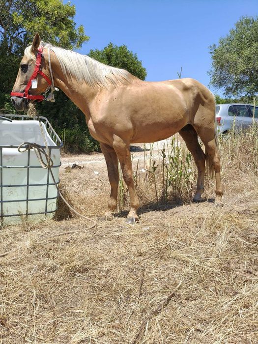 Cavalo palomino 7anos