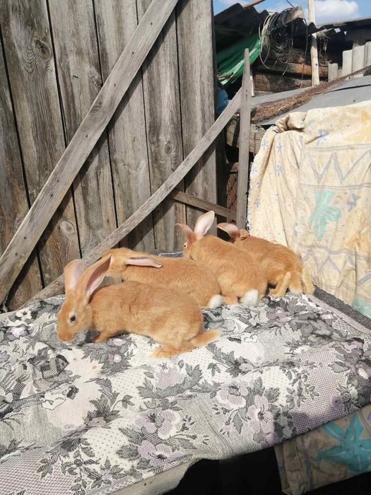 Домашние жывотные