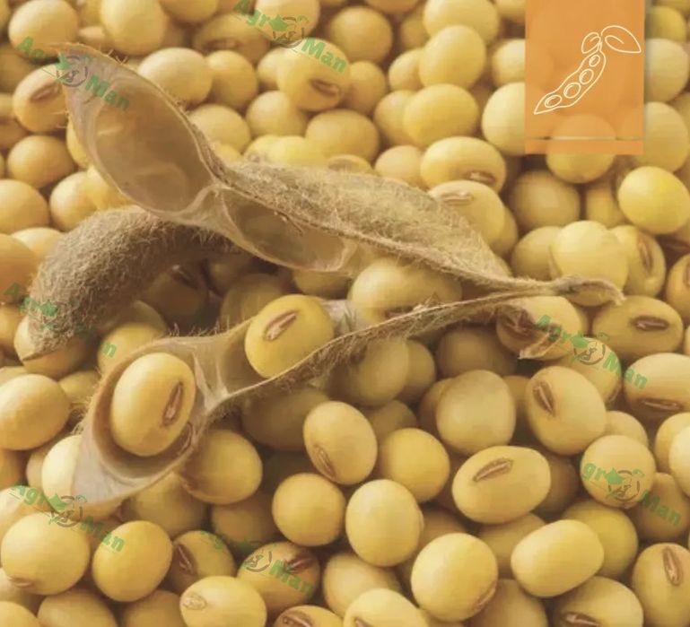 Соя насінева канза