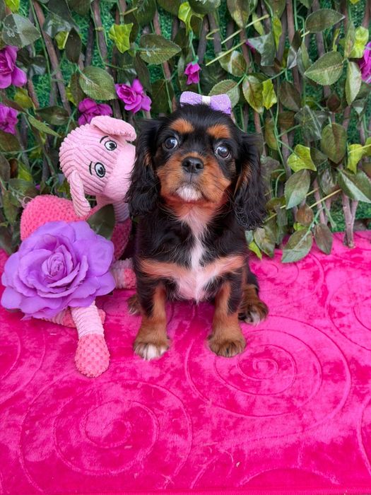 Cavalier King Charles Spaniel Fêmea