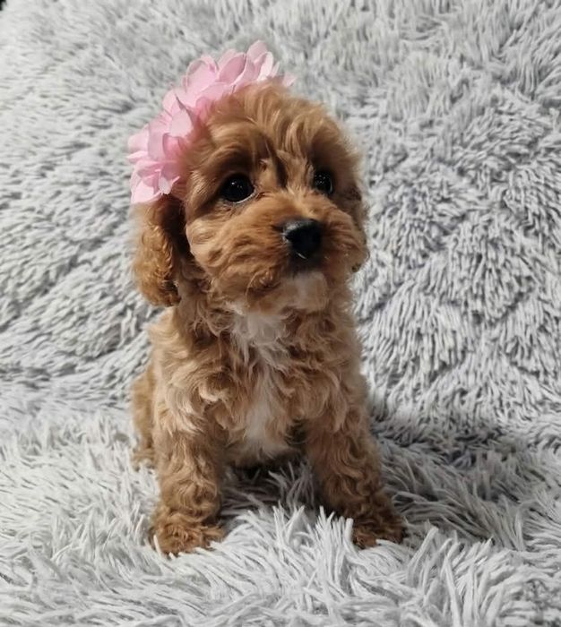 Cavapoo suczka!!!