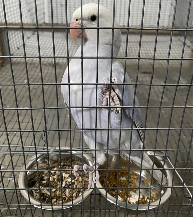 Casais de ring necks