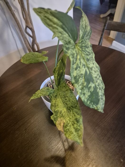 Syngonium panda galaxy mohito duża sadzonka