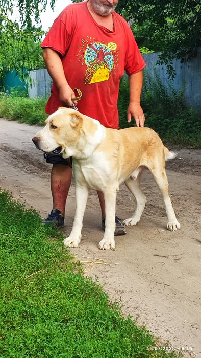 Алабай молодой кобель