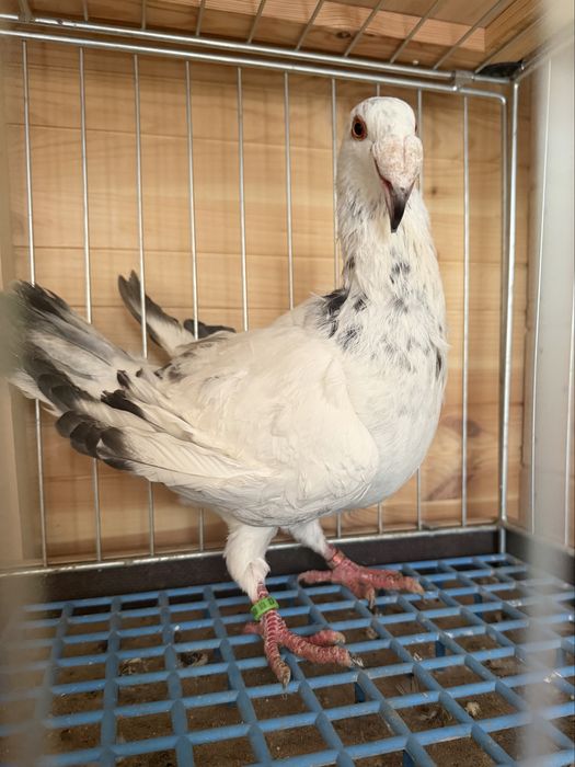 Golębie rzeszowskie