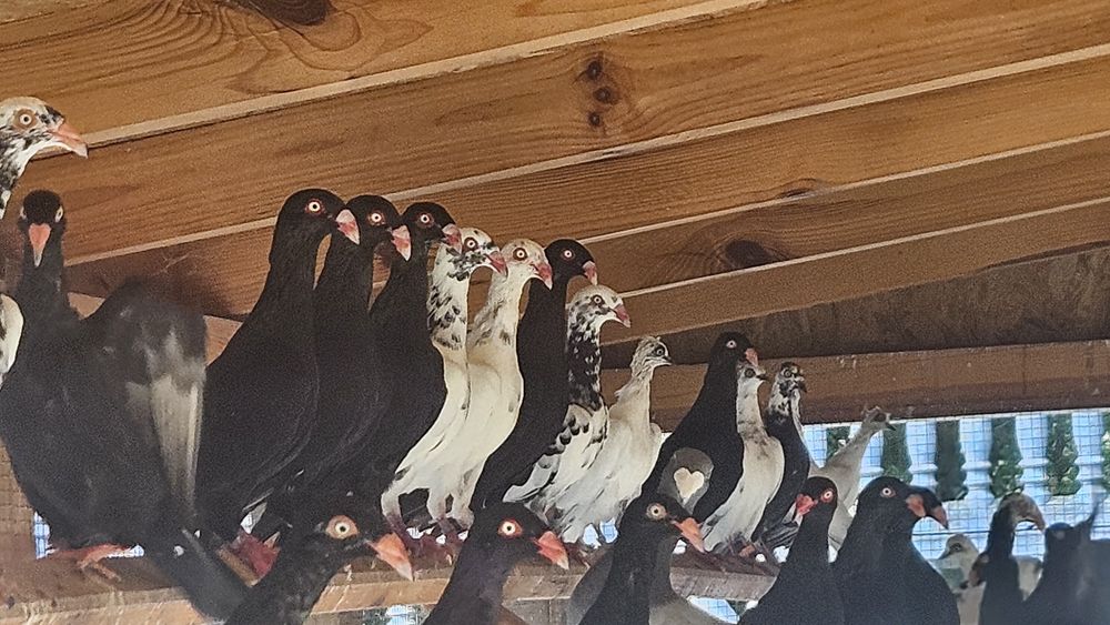 Gołebie duńskie lotne