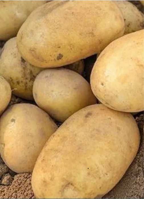 Ziemniaki ekologiczne 25 kg certyfikat wysyłka