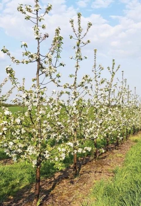 Саджанці яблуні в асортименті.