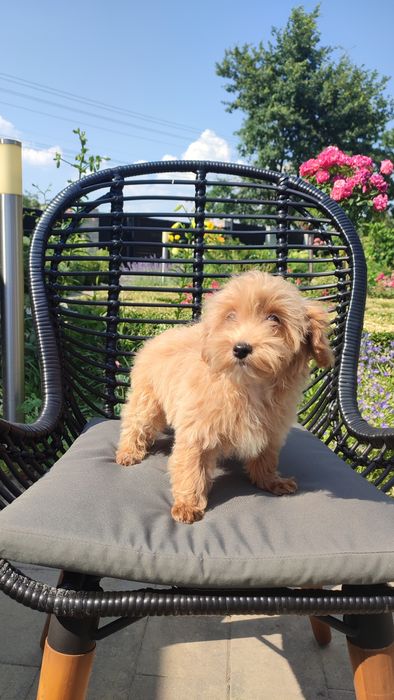 Maltipoo, Maltańczyk z Pudlem suczka samica mini  Częstochowa