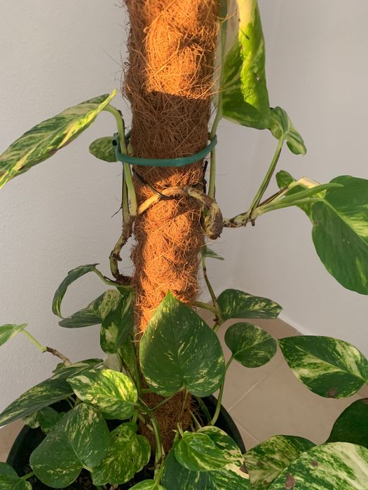 Plantas naturais de interior. Porte grande.