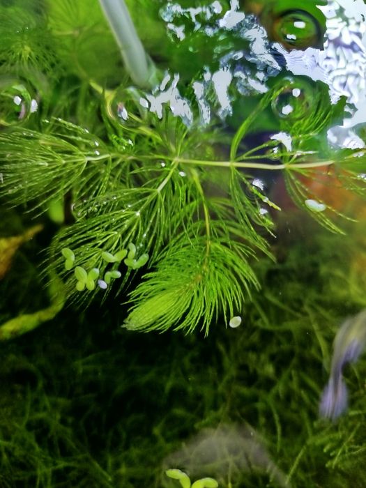 Rogatek sztywny roślina akwariowa