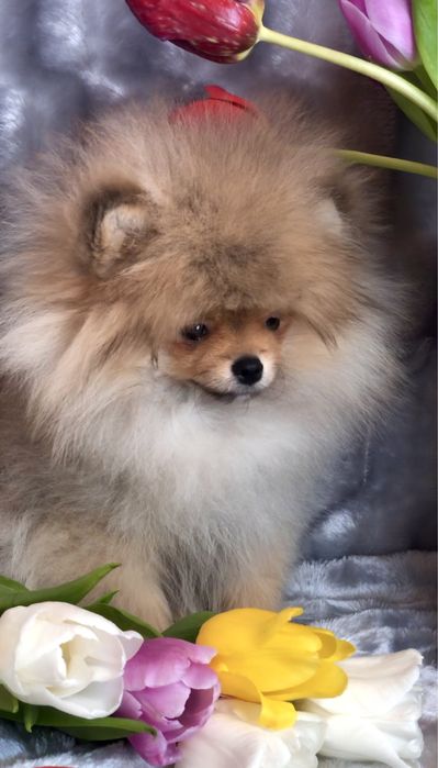 КСУ Хлопчик . Львів.