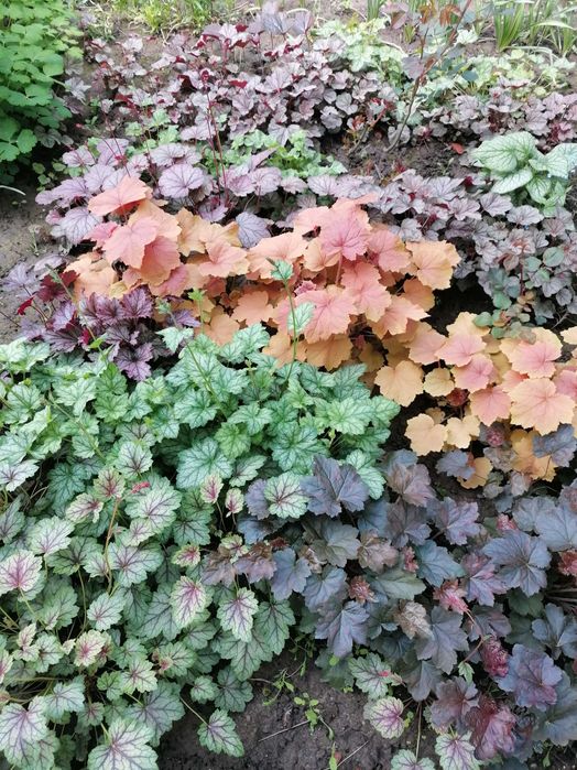 Гейхери (набір сортів)