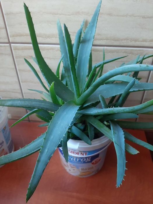 Sprzedam aloes leczniczy