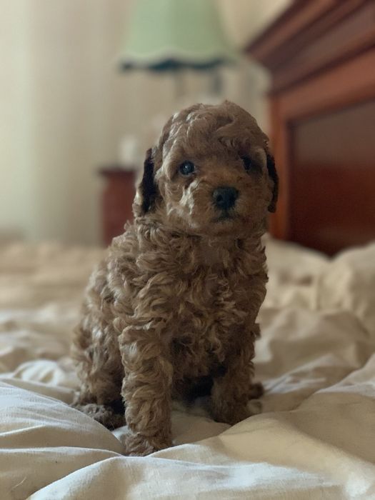 Вязка мальчик той пудель