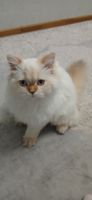 Ласковый голубоглазый котик скоттиш страйт хайленд