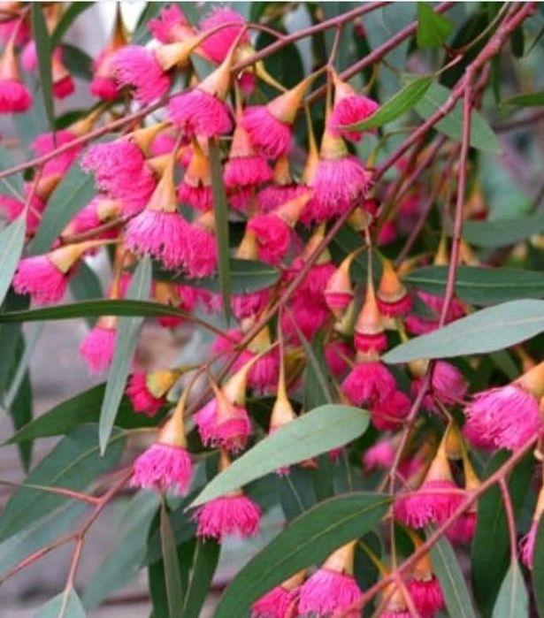 Eukaliptus różowy, gunni, aromatyczny