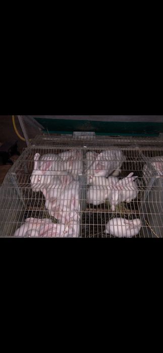 Термонська біла кітних кроличок самці