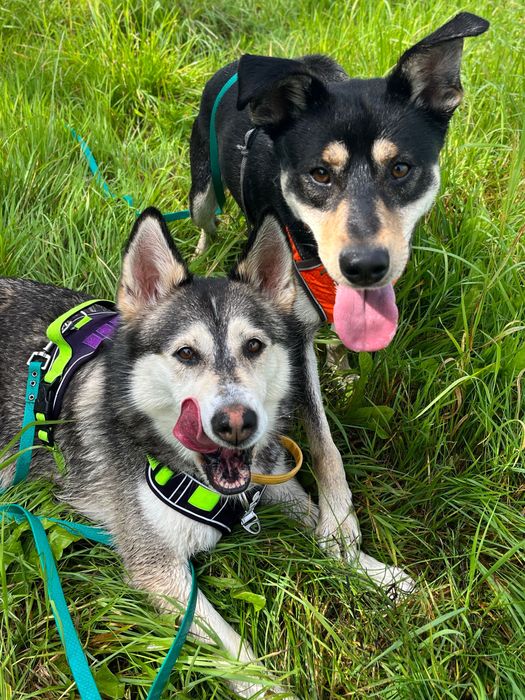 Gerda i Geri szukają domku