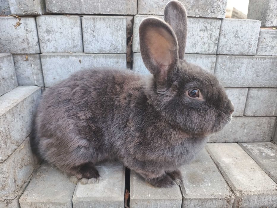 Wiedeński niebieski