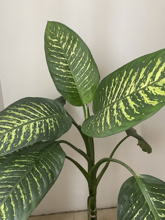 Дефімбафія продам