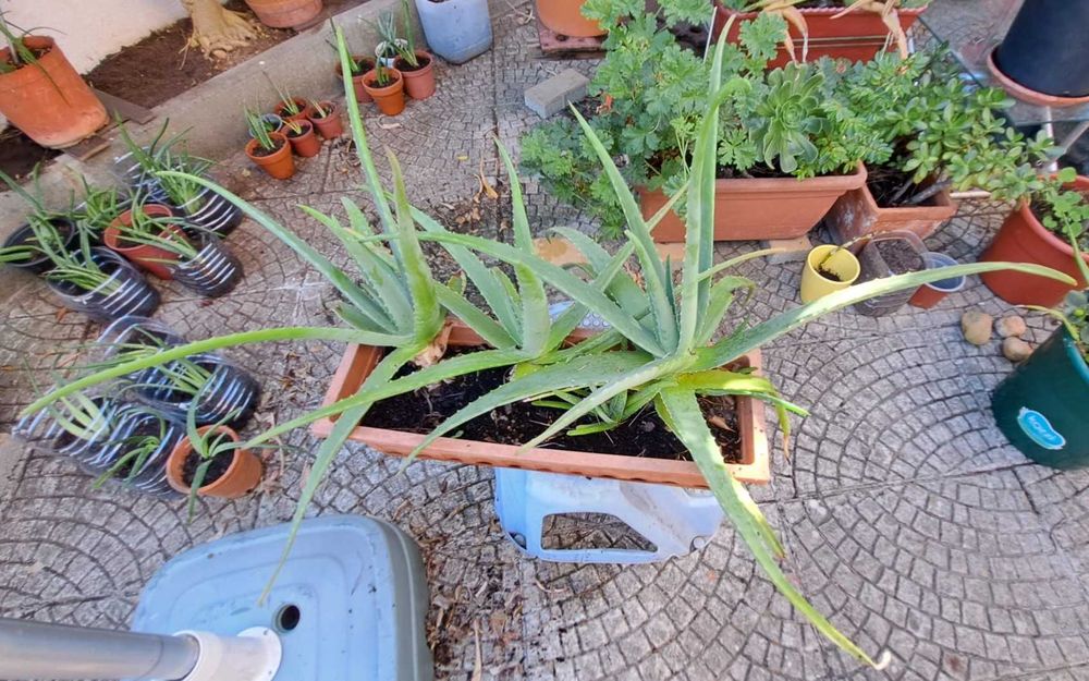 Planta Aloé vera