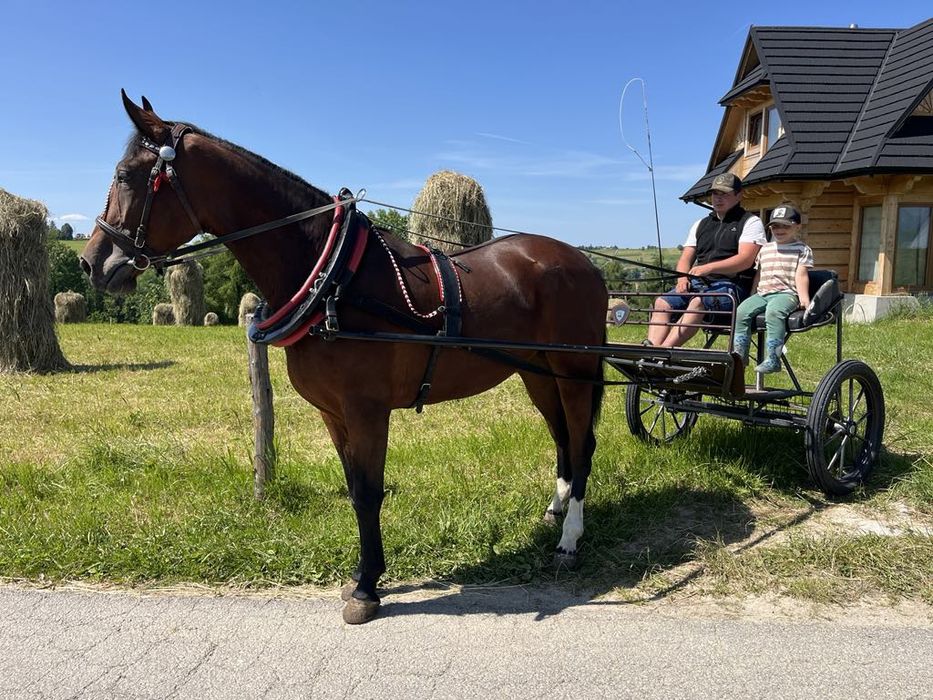 Klacz śląska 4 lata