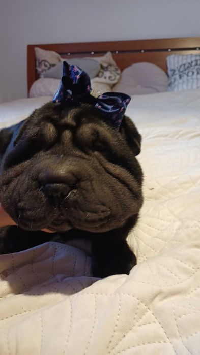 Shar Pei z rodowodem