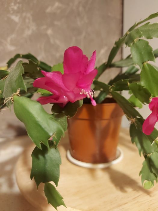 Зигокактус біло-рожевий, рожевий, цикламен