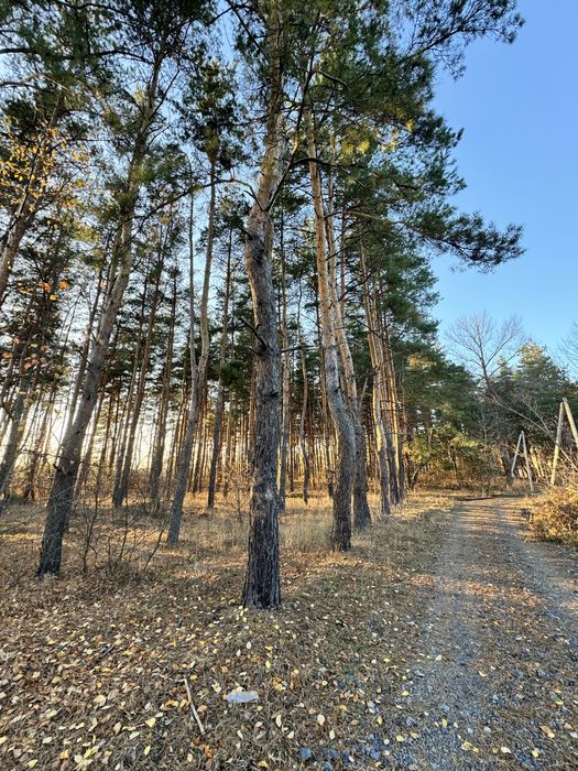 Продам участок 10 соток в сосне.