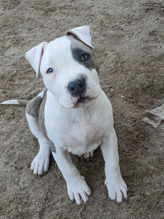 Piotruś Pan szczeniak Amstaff z rodowodem,  błękitno pręgowany
