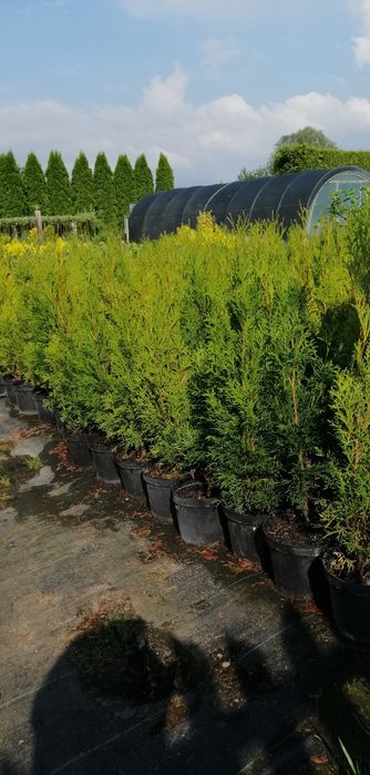 Tuja Szmaragd, Thuja Szmaragd 11 zł