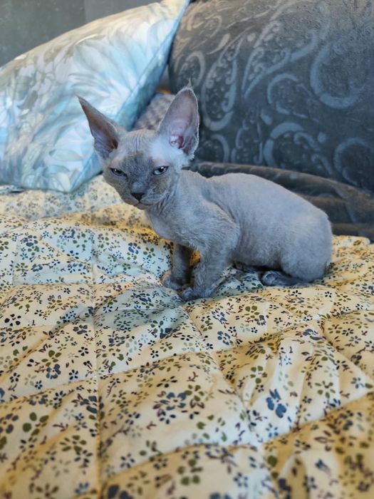 Kotka Devon Rex