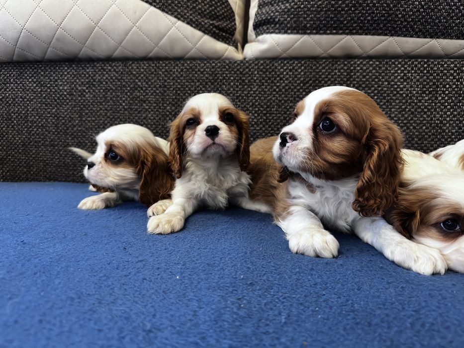 Cavalier King piesek