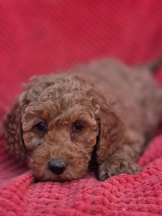 Suczka pudel średni red z rodowodem