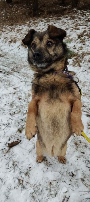 Uszko- wesoły mały i młody  piesek do adopcji
